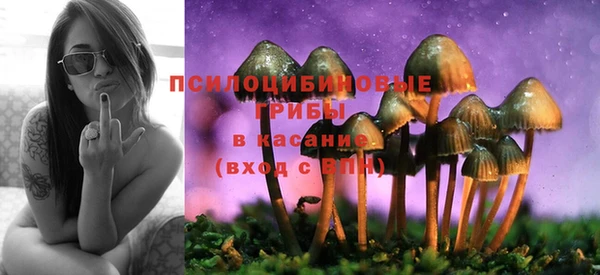 хмурый Белокуриха